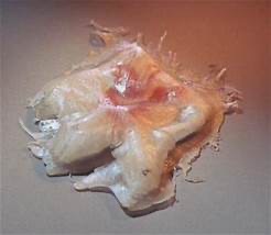 flying jellyfish